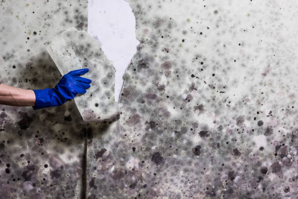 Best Crawl Space Mold Removal  in Mechanicsburg, PA