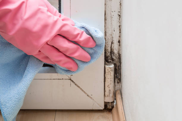 Best Commercial Mold Removal  in Mechanicsburg, PA